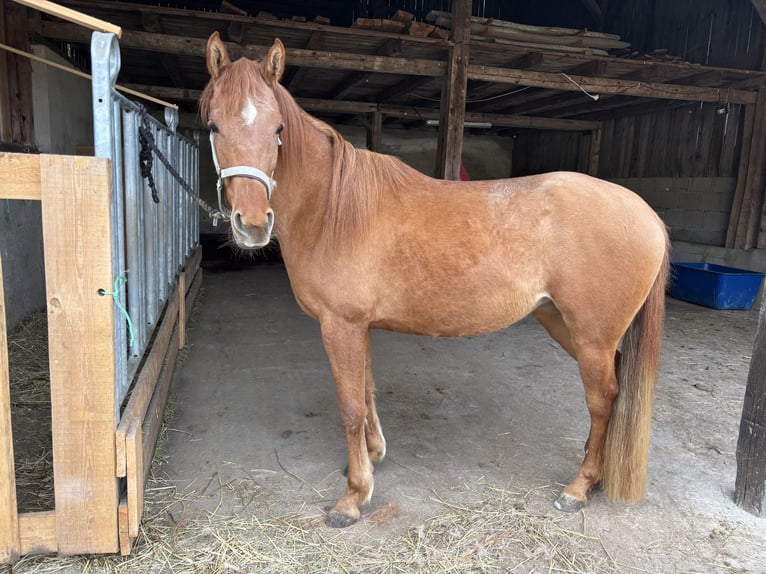 Pur-sang arabe Jument 4 Ans 144 cm Alezan in Kastl