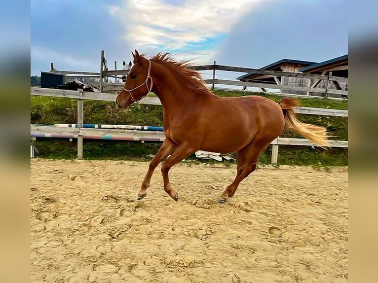 Pur-sang arabe Jument 4 Ans 144 cm Alezan in Kastl