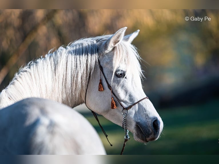 Pur-sang arabe Jument 4 Ans 146 cm Gris in Meinersen