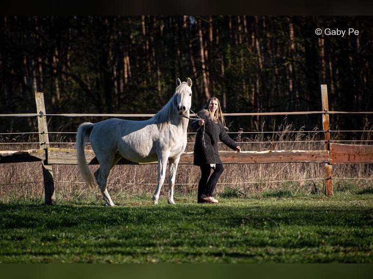 Pur-sang arabe Jument 4 Ans 146 cm Gris in Meinersen