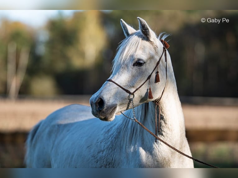 Pur-sang arabe Jument 4 Ans 146 cm Gris in Meinersen