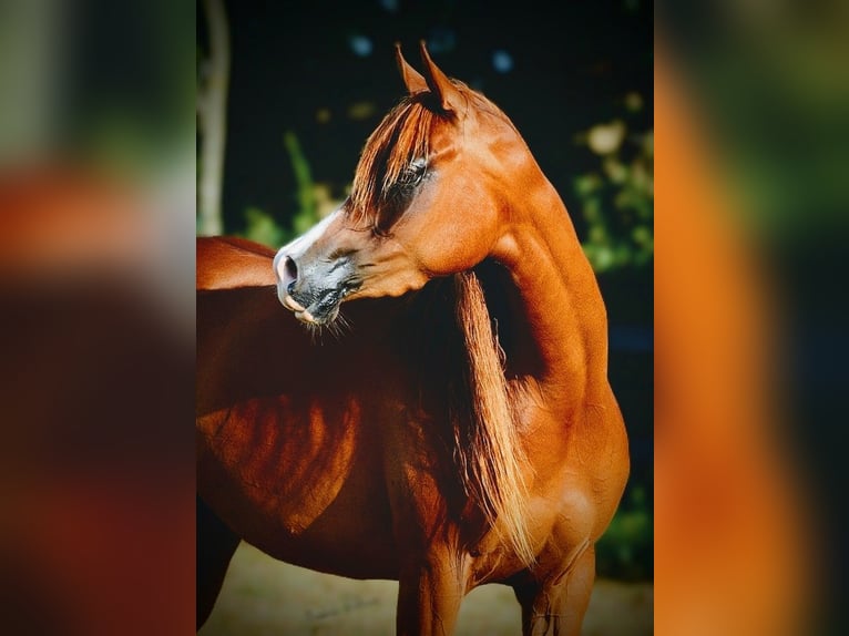 Pur-sang arabe Jument 4 Ans 147 cm Alezan brûlé in Jelling