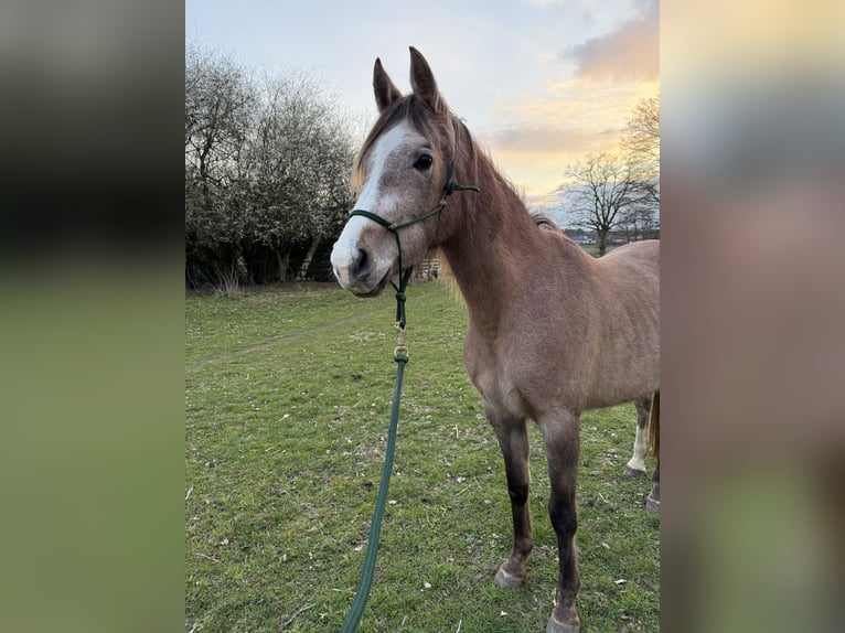 Pur-sang arabe Jument 4 Ans 149 cm Peut devenir gris in Schermbeck