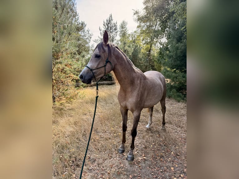 Pur-sang arabe Jument 4 Ans 149 cm Peut devenir gris in Schermbeck