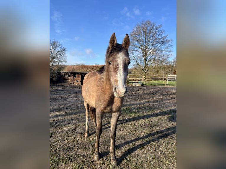 Pur-sang arabe Jument 4 Ans 149 cm Peut devenir gris in Schermbeck