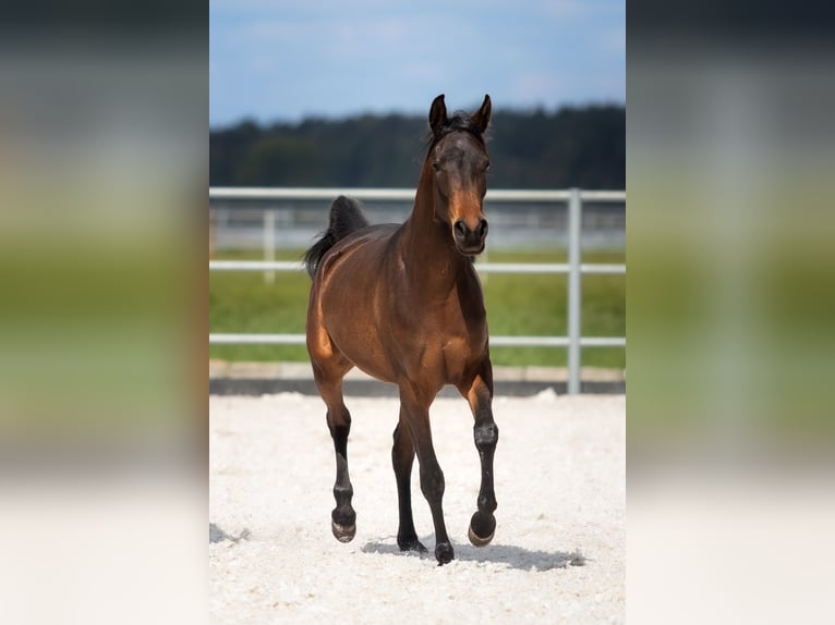 Pur-sang arabe Jument 4 Ans 150 cm Bai brun in Przedbórz