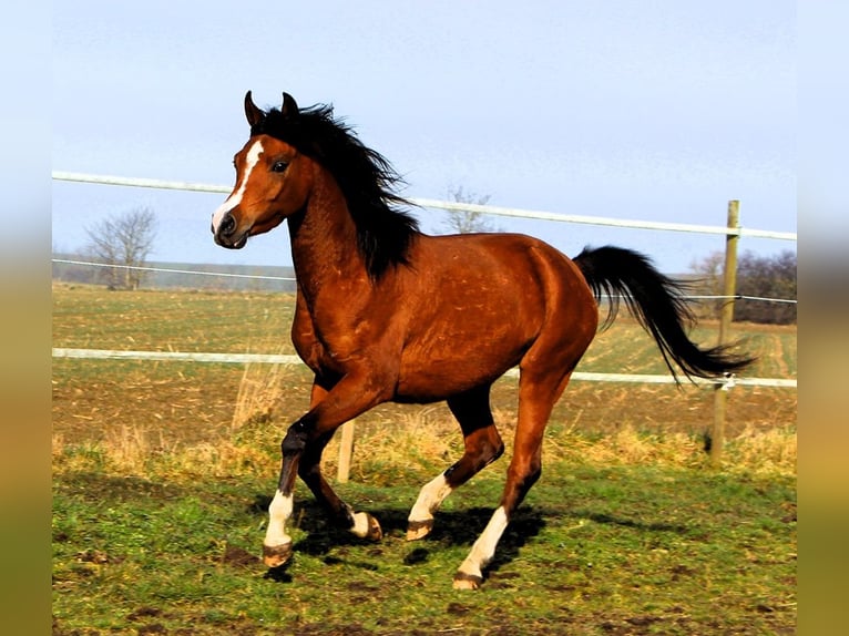 Pur-sang arabe Jument 4 Ans 150 cm Bai in Reutenbourg