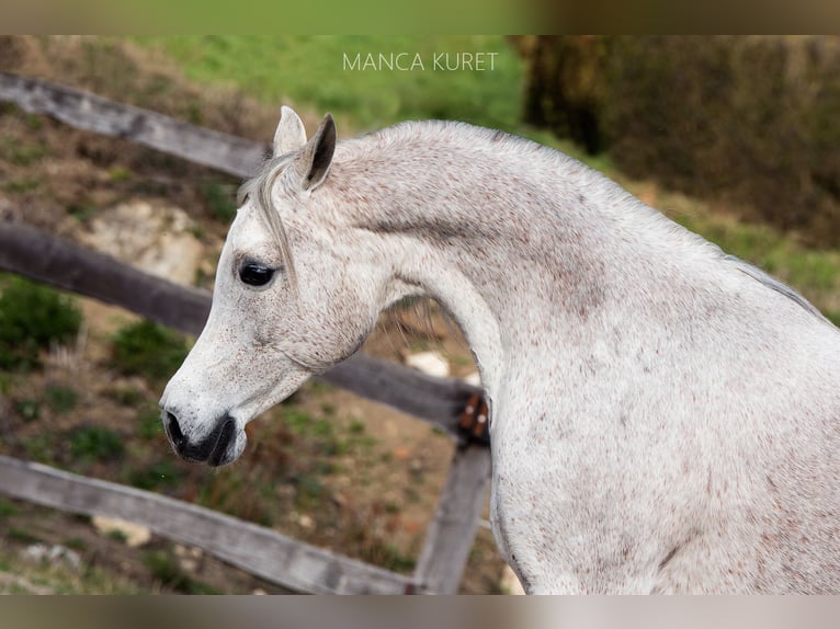 Pur-sang arabe Jument 4 Ans 150 cm Gris in Koprivnica