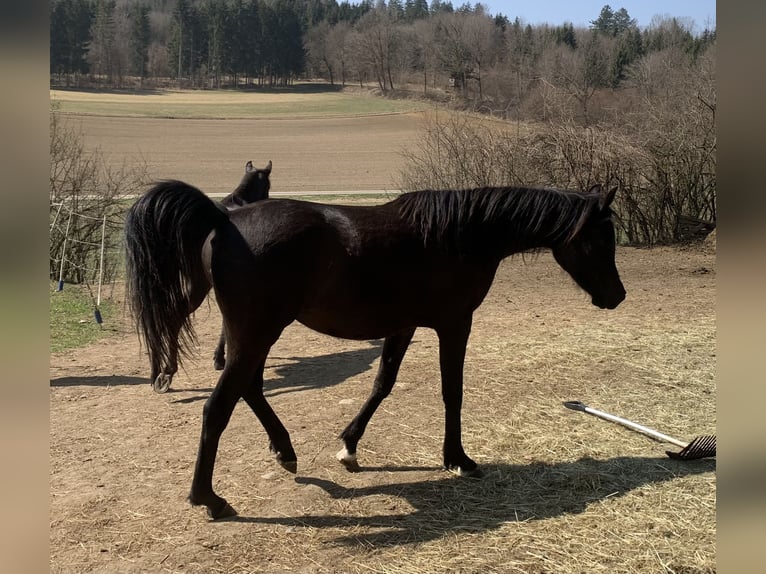 Pur-sang arabe Jument 4 Ans 150 cm Noir in Mengen