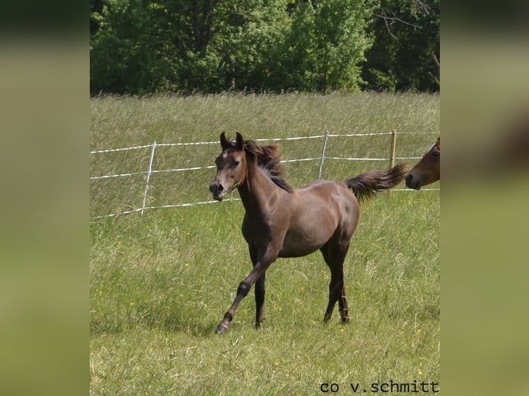 Pur-sang arabe Jument 4 Ans 151 cm Gris noir in Spiesen-Elversberg