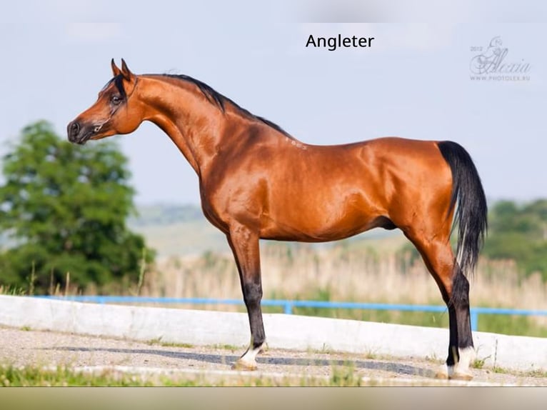 Pur-sang arabe Jument 4 Ans 152 cm Alezan in Theresienfeld