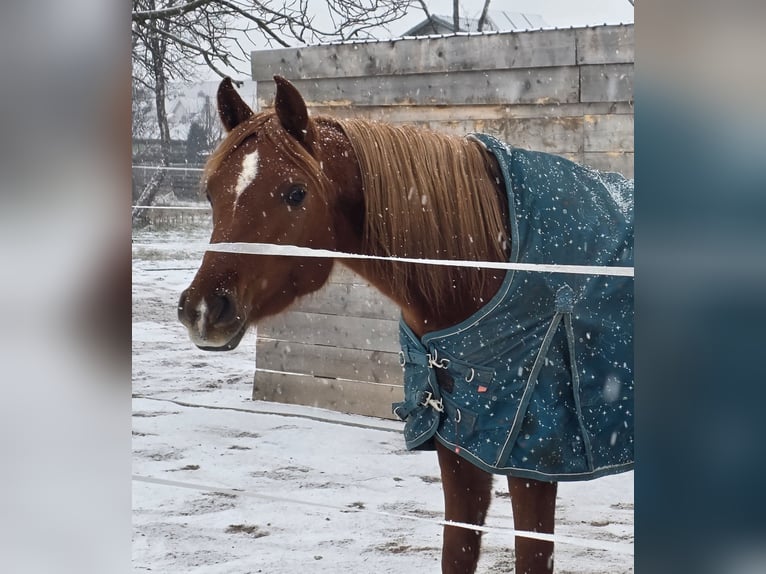 Pur-sang arabe Jument 4 Ans 152 cm Alezan in Theresienfeld