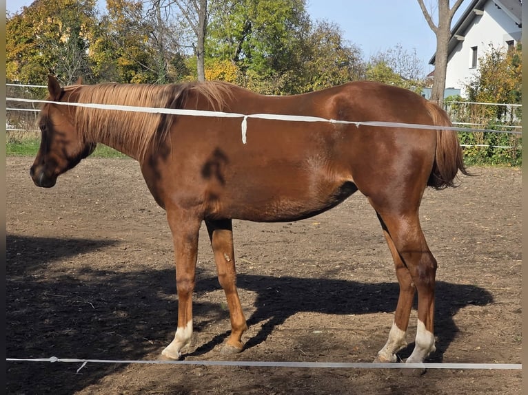 Pur-sang arabe Jument 4 Ans 152 cm Alezan in Theresienfeld