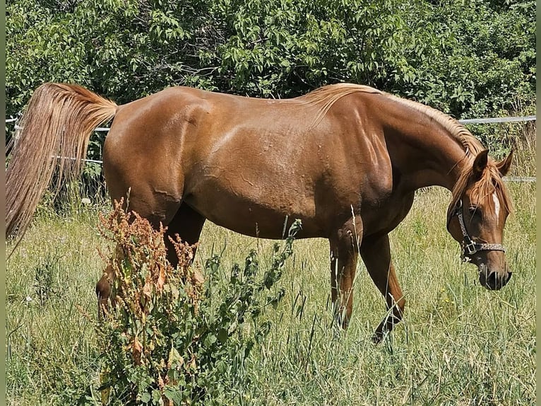 Pur-sang arabe Jument 4 Ans 152 cm Alezan in Theresienfeld