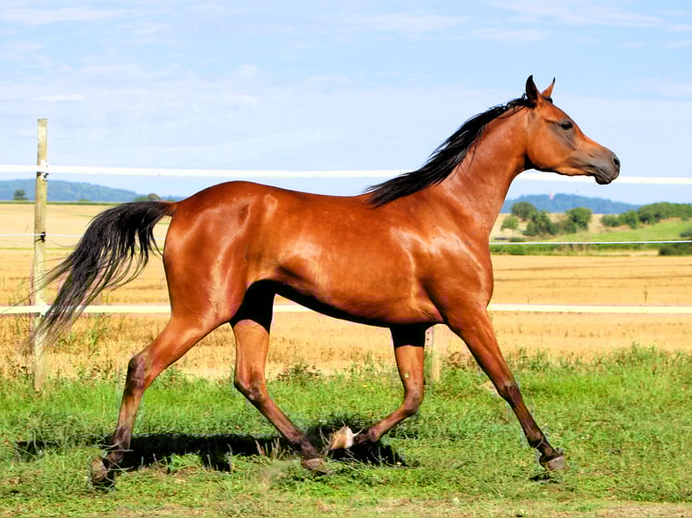 Pur-sang arabe Jument 4 Ans 152 cm Bai in Kehl