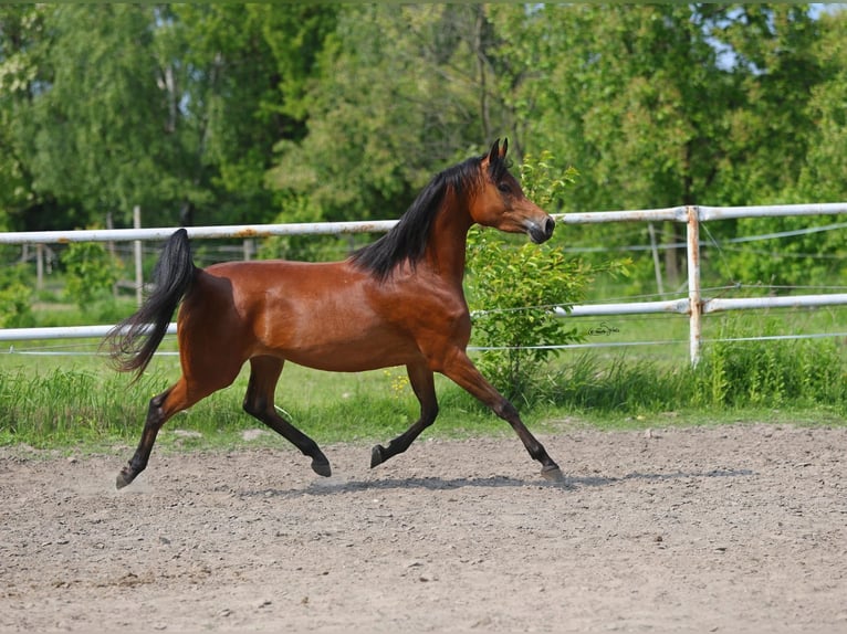 Pur-sang arabe Jument 4 Ans 152 cm Bai in Lodz