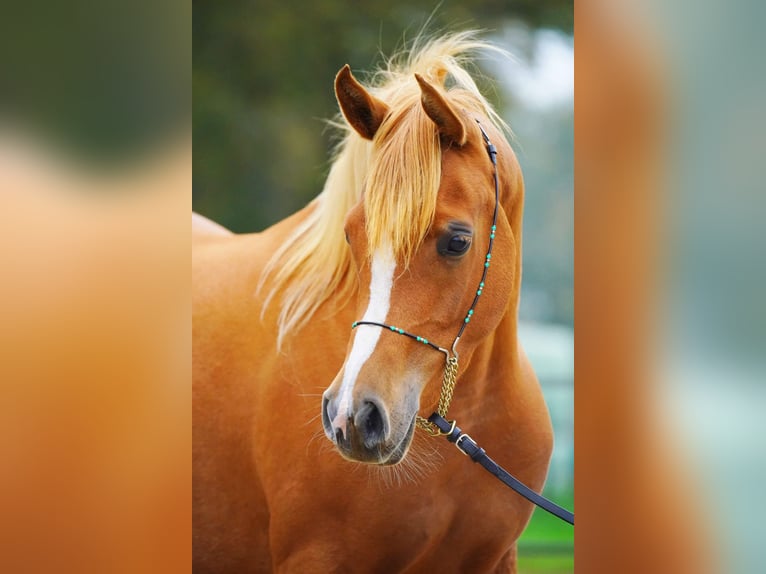 Pur-sang arabe Jument 4 Ans 153 cm Alezan in Hellendoorn