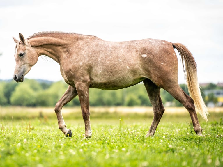 Pur-sang arabe Jument 4 Ans 153 cm Gris in Herzberg am Harz