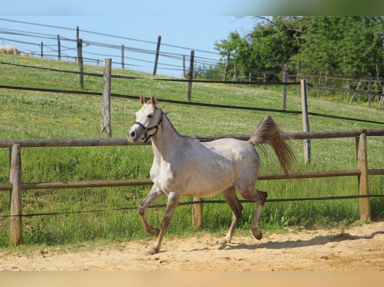 Pur-sang arabe Jument 4 Ans 153 cm Gris in Trie sur Baise