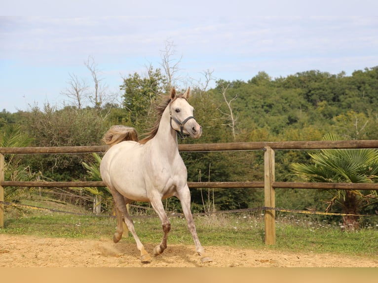 Pur-sang arabe Jument 4 Ans 153 cm Gris in Trie sur Baise