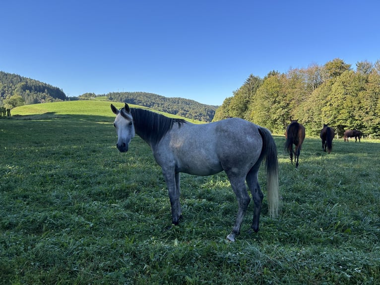 Pur-sang arabe Jument 4 Ans 153 cm Gris in Zgornji Tuhinj, Kamnik
