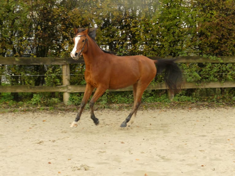 Pur-sang arabe Jument 4 Ans 154 cm Bai in Radevormwald