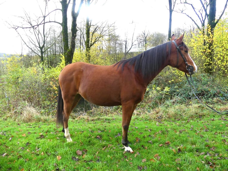 Pur-sang arabe Jument 4 Ans 154 cm Bai in Radevormwald