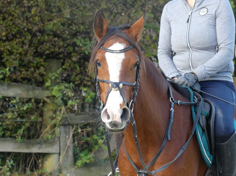 Pur-sang arabe Jument 4 Ans 154 cm Bai in Radevormwald