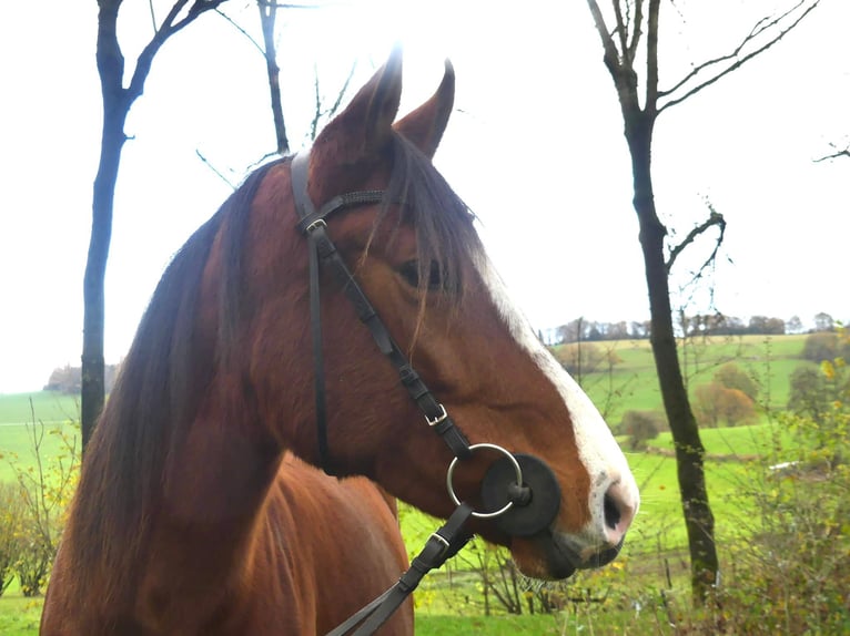 Pur-sang arabe Jument 4 Ans 154 cm Bai in Radevormwald