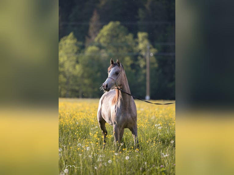 Pur-sang arabe Jument 4 Ans 154 cm Gris in Söll