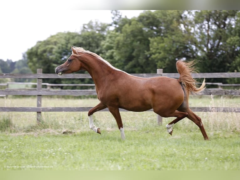 Pur-sang arabe Jument 4 Ans 155 cm Alezan in Altenbeken