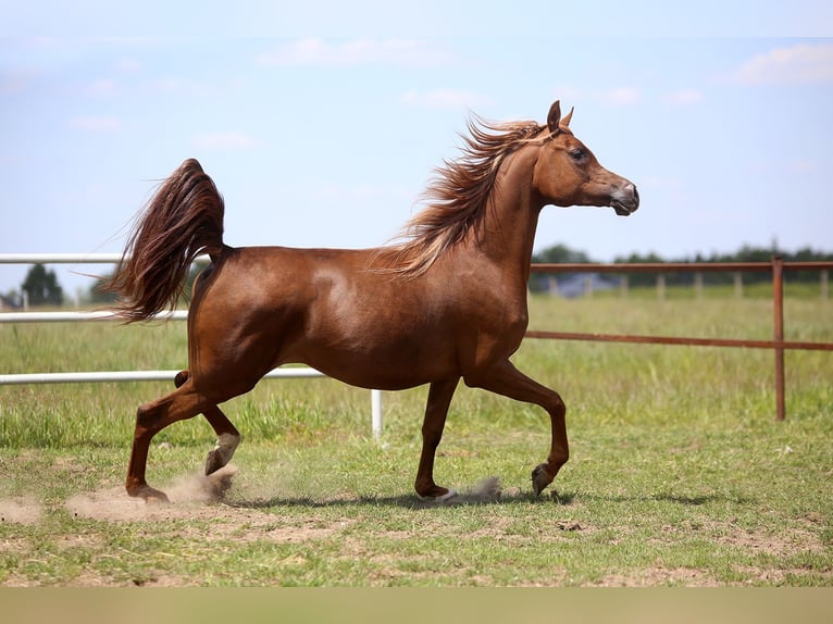 Pur-sang arabe Jument 4 Ans 155 cm Alezan in Sad&#xF3;wka