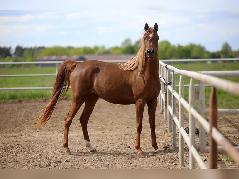Pur-sang arabe Jument 4 Ans 155 cm Alezan in Stryków