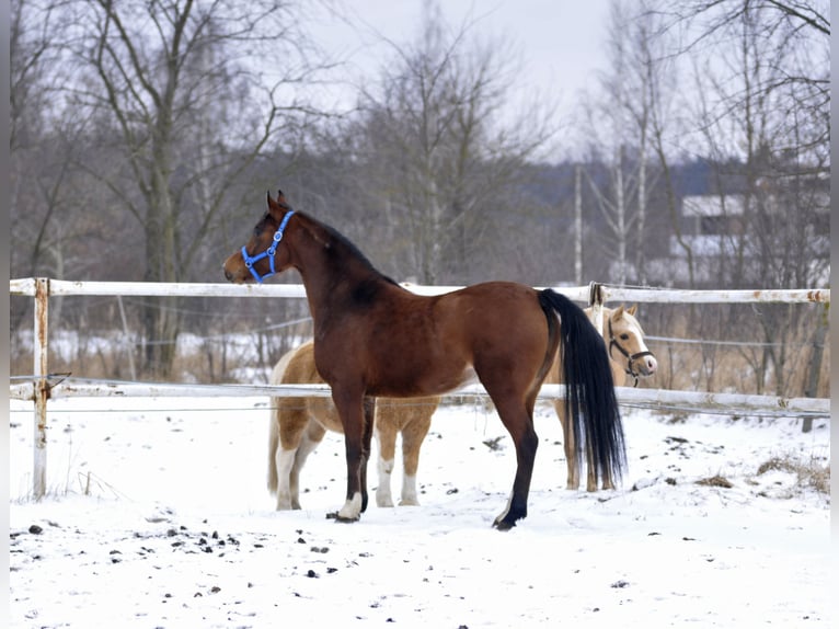 Pur-sang arabe Jument 4 Ans 155 cm Bai in Lodz