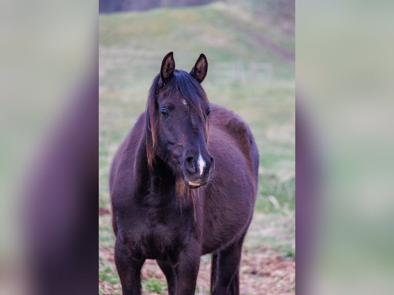 Pur-sang arabe Jument 4 Ans 155 cm Noir in Hobro