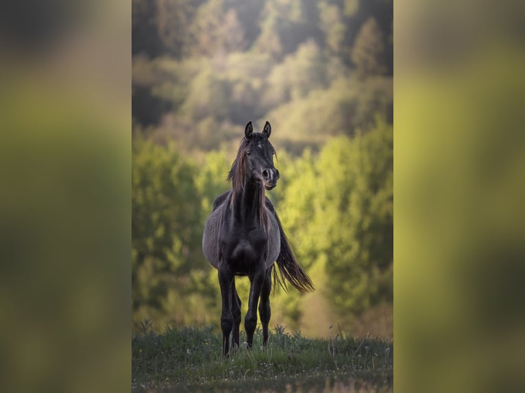 Pur-sang arabe Jument 4 Ans 155 cm Noir in Hobro