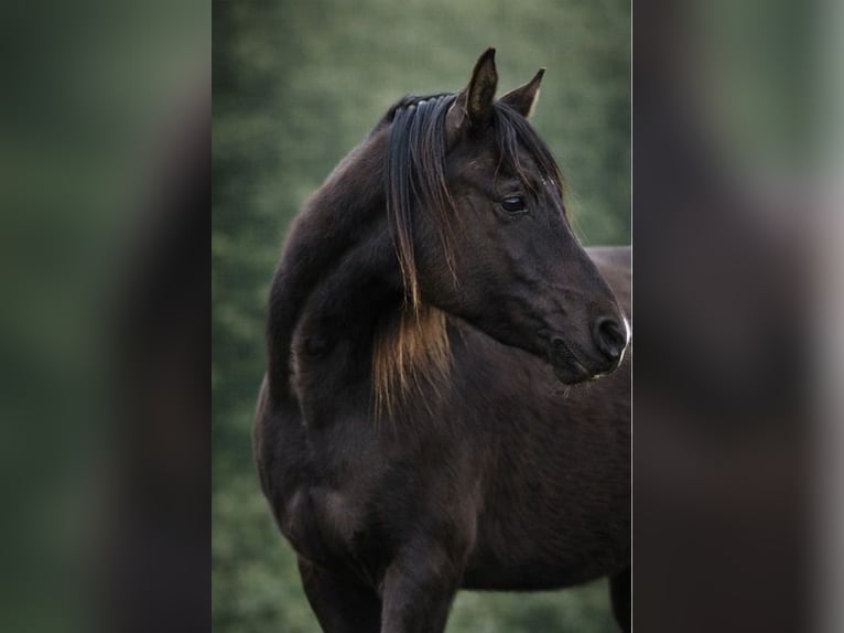 Pur-sang arabe Jument 4 Ans 155 cm Noir in Hobro