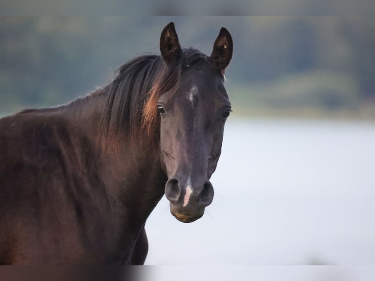 Pur-sang arabe Jument 4 Ans 155 cm Noir in Hobro