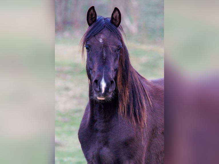 Pur-sang arabe Jument 4 Ans 155 cm Noir in Hobro