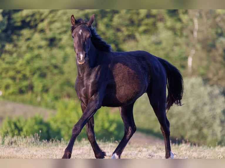 Pur-sang arabe Jument 4 Ans 155 cm Noir in Hobro