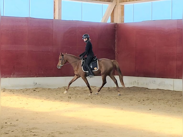 Pur-sang arabe Jument 4 Ans 156 cm Alezan in Amtzell