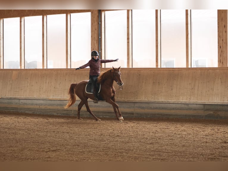 Pur-sang arabe Jument 4 Ans 156 cm Alezan in Amtzell