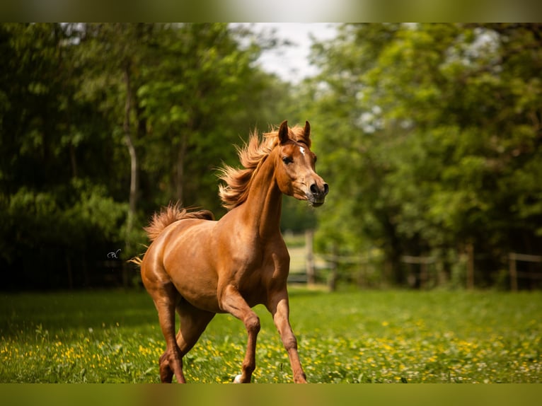 Pur-sang arabe Jument 4 Ans 156 cm Alezan in Amtzell