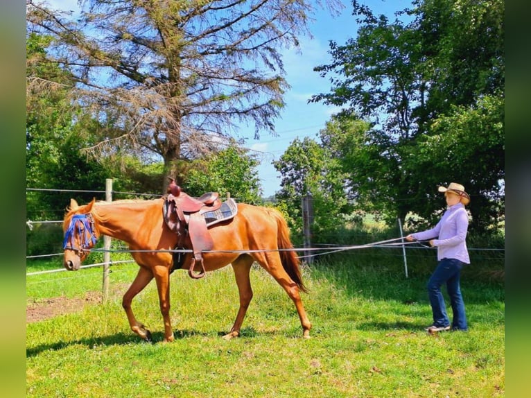 Pur-sang arabe Croisé Jument 4 Ans 156 cm Alezan in Bredstedt
