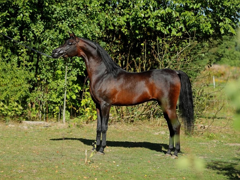 Pur-sang arabe Jument 4 Ans 156 cm Bai in LODZ