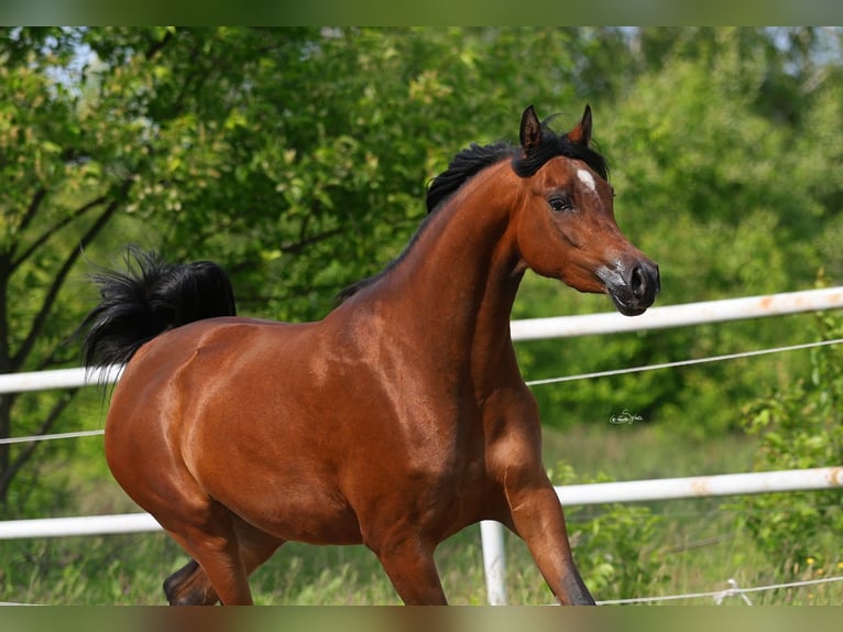 Pur-sang arabe Jument 4 Ans 156 cm Bai in LODZ