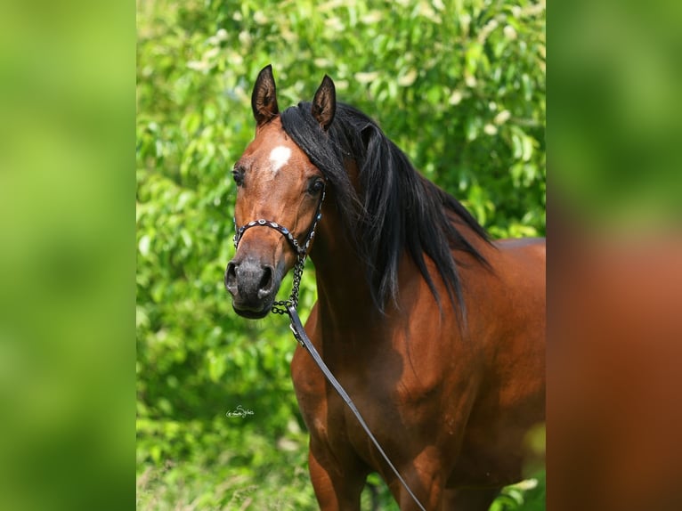 Pur-sang arabe Jument 4 Ans 156 cm Bai in LODZ