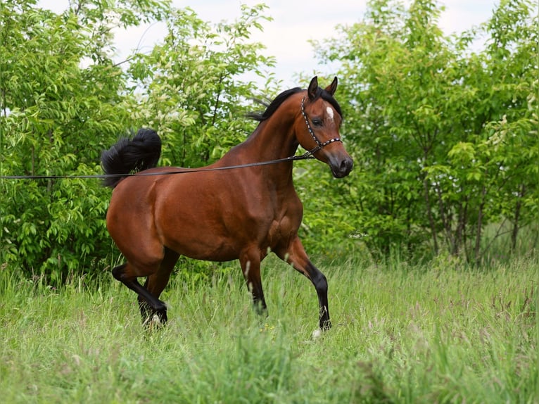Pur-sang arabe Jument 4 Ans 156 cm Bai in LODZ