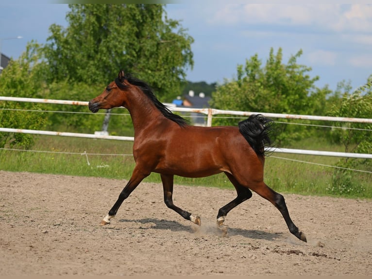 Pur-sang arabe Jument 4 Ans 156 cm Bai in LODZ