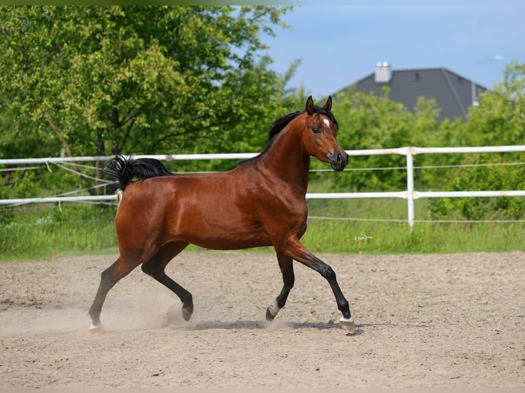 Pur-sang arabe Jument 4 Ans 156 cm Bai in LODZ